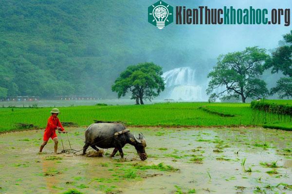 Tác phẩm "Thác Bản Giốc" của Vương Liên Dương chụp lại khoảnh khắc người nông dân đang chuẩn bị cho vụ gieo trồng mới ở Thác Bản Giốc, Cao B...
