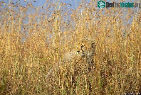Báo gấm con ẩn nấp giữa đám cỏ cao trong vườn quốc gia Masai Mara, Kenya.