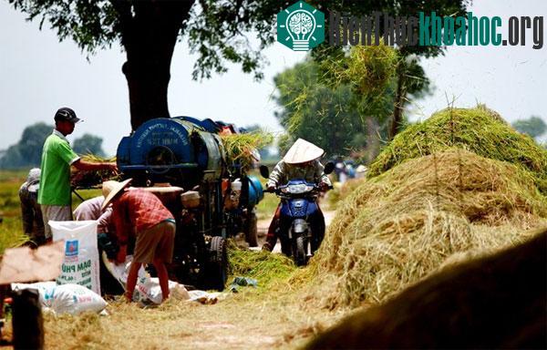 Tuốt lúa giữa đường tại cánh đồng xã Sài Sơn, huyện Quốc Oai.