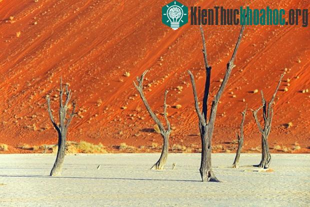 Cây camel thorn (Namibia)