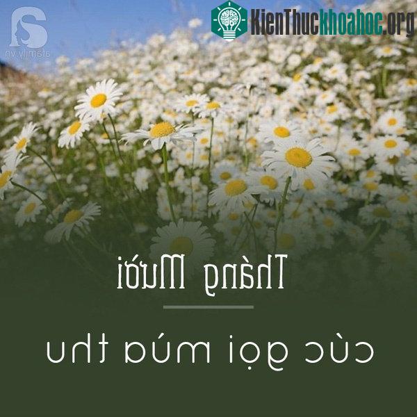 Không hề ngoa nếu nói tháng 10 là mùa hoa cúc, nếu đầu tháng là lúc cúc vàng thắp sáng phố phường thì cuối tháng 10 là lúc cúc hoạ mi mỏng mang lên ng...
