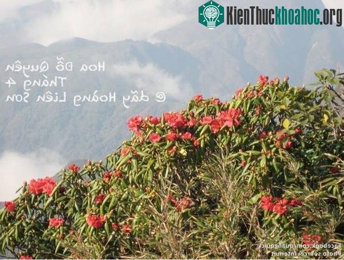 Hoa đỗ quyên