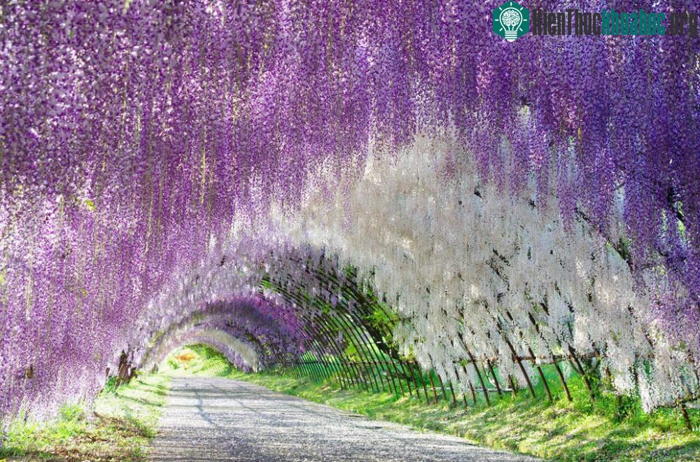 Công viên hoa Ashikaga, Nhật Bản