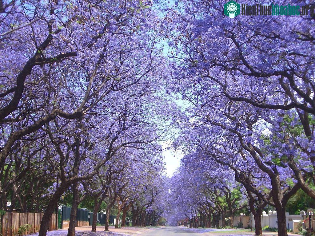 Đường hoa phượng tím ở Nam Phi