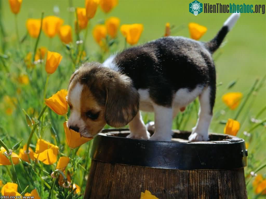 12. Tìm mọi cách để có thể đến với bông hoa xinh đẹp nhất.