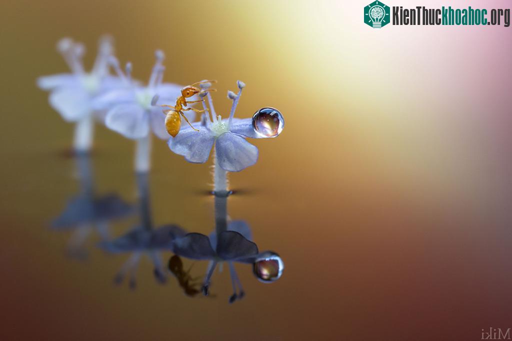 "Đứng hình" với bộ ảnh đẹp long lanh: Giọt sương và con kiến ảnh 12