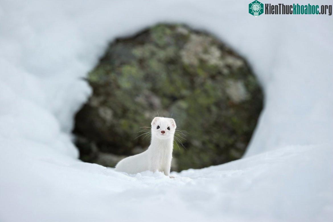 Winter White. Con chồn tuyết ở công viên quốc gia Gran Paradiso, Ý.