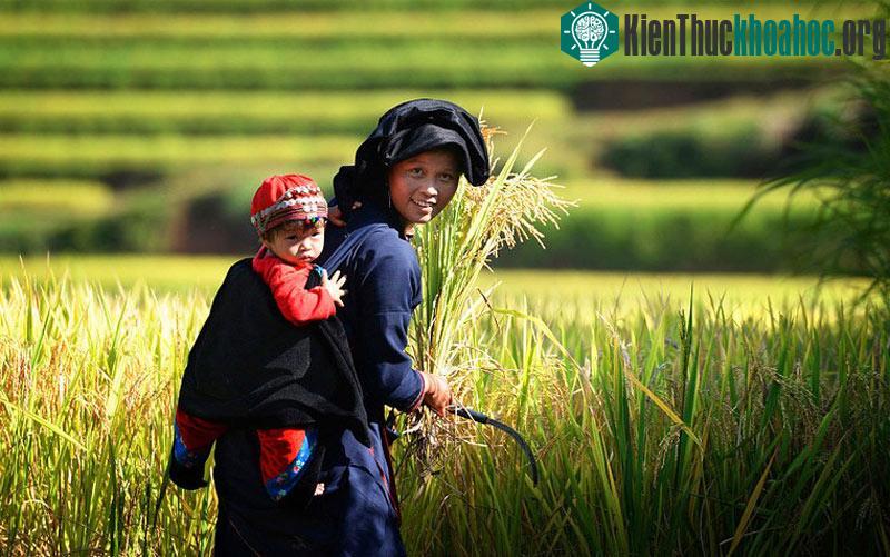Bé theo mẹ đi gặt lúa ở bản Luốc.