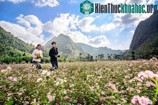 Hà Giang rực rỡ mùa hoa tam giác mạch