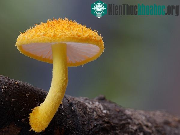 Thế giới kỳ diệu của các loài nấm khi chụp cận cảnh- ảnh 12
