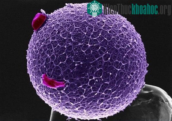 Trứng của người phụ nữ với các tế bào dạng vòng