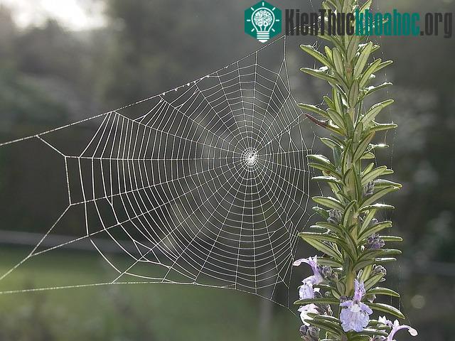 Sự kỳ diệu của mạng nhện trong tự nhiên