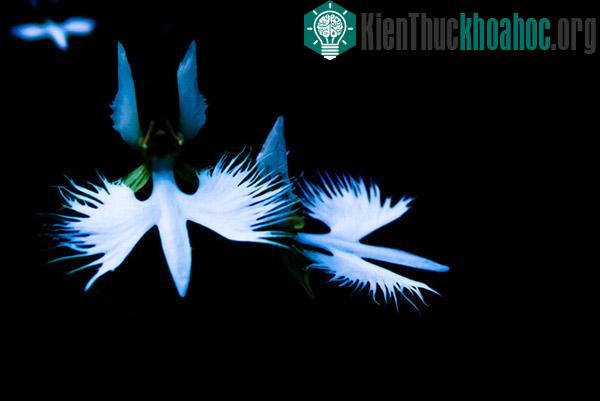 Cận cảnh loài hoa lạ hình chim hạc sải cánh tuyệt đẹp