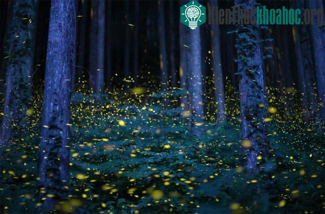 Đom đóm di cư ở Nhật Bản