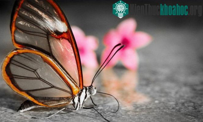 Bộ ảnh côn trùng rực rỡ khoe sắc ảnh 12