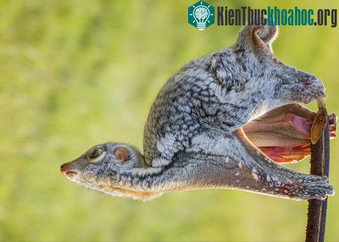 Khởi động. Ảnh chụp ở Sambas, West Kalimantan, Indonesia - (Ảnh: Hendy Mp)