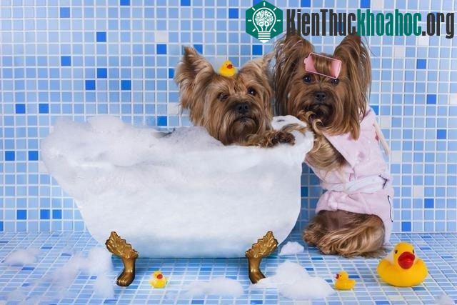 Tắm nhanh lên nào!