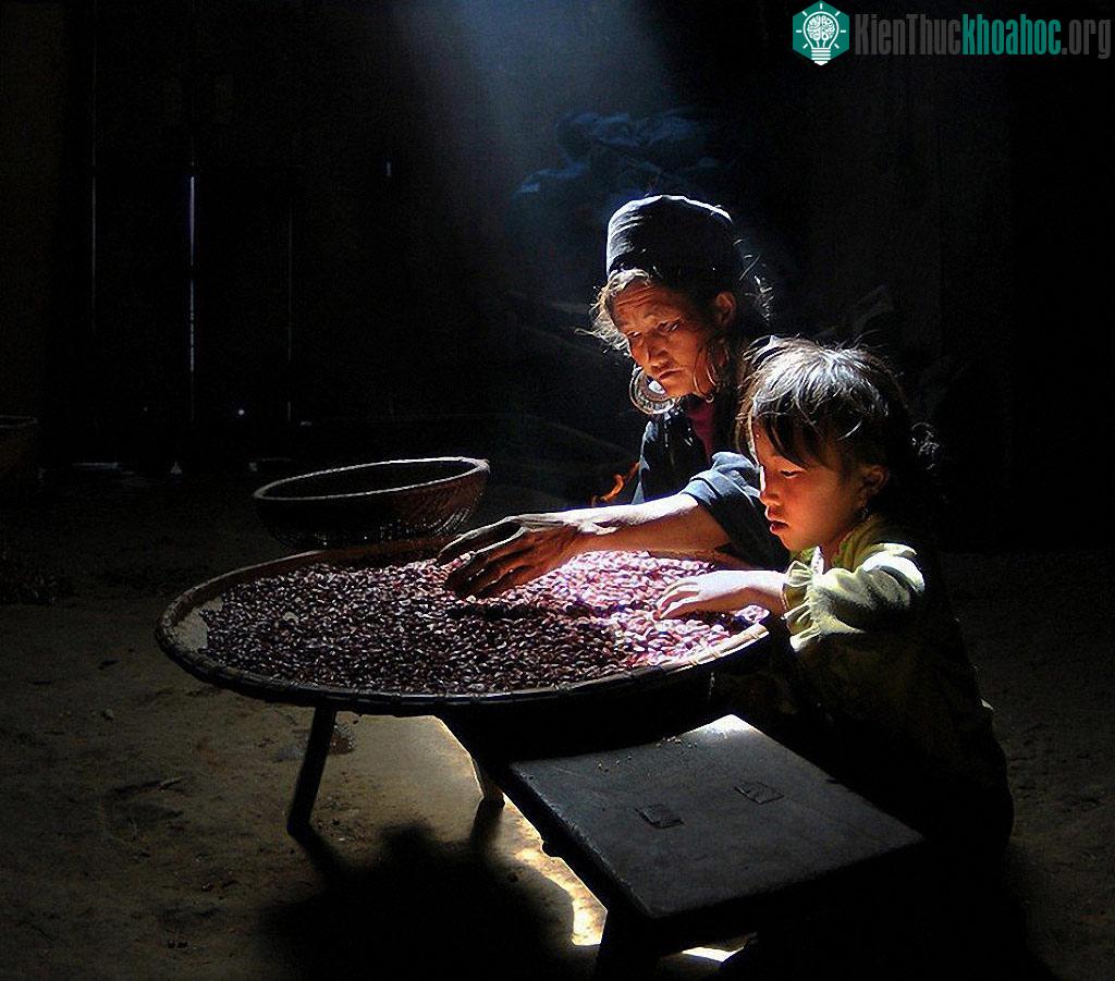 Mùa ngô mới ở Sapa