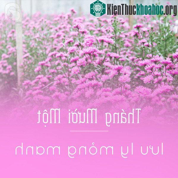 Người ta thường thấy sắc tím lưu ly đi qua phố trong những ngày đầu đông. Sắc tím của lưu ly mang vẻ thâm trầm, kín đáo và đặc biệt quyến rũ. Mùa hoa ...