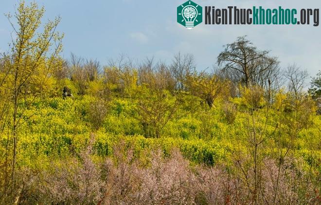 Nơi đây có những quả đồi rực rỡ các sắc hoa, như một chốn thiên đường mê hoặc.