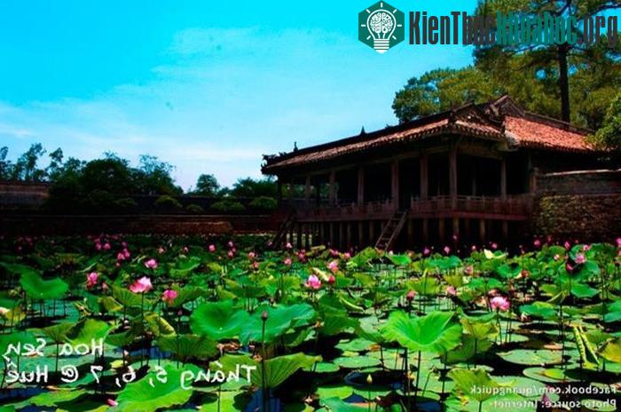 "Sen mọc nhiều ở các vùng Hộ thành Hào bao quanh khu thành cổ phía bắc TP Huế hay trên đoạn sông Ngự Hà bắc qua những cây cầu đá cổ và hai bên hồ...