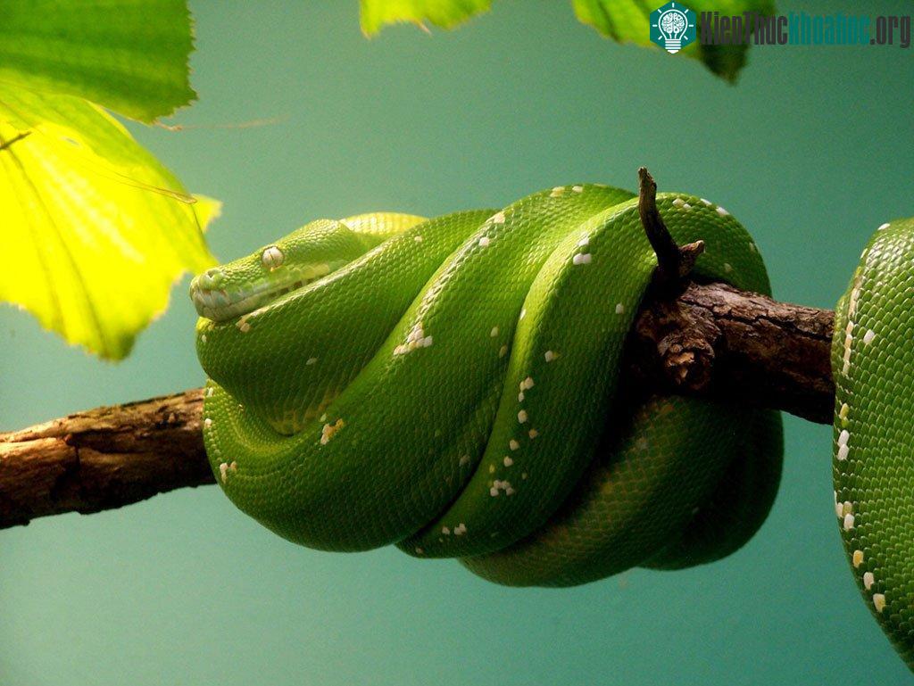Vẻ đẹp "chết người" của các loài rắn độc - Phần 2 ảnh 13