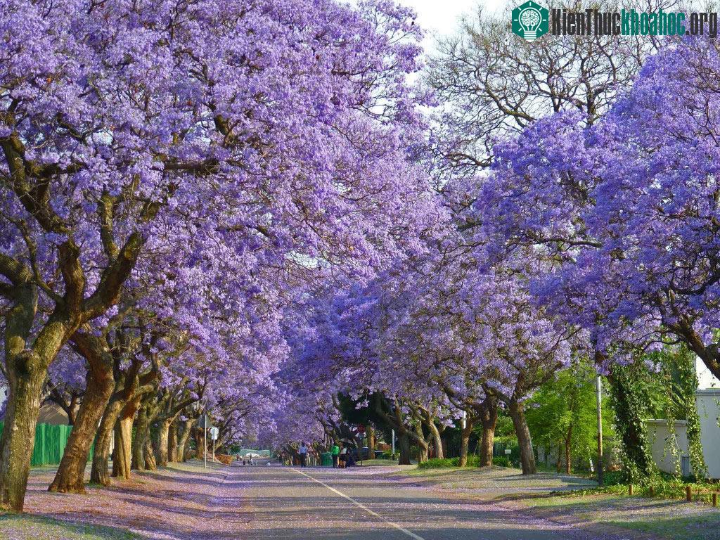 Thành phố Johannesburg là khu rừng nhân tạo lớn nhất thế giới.