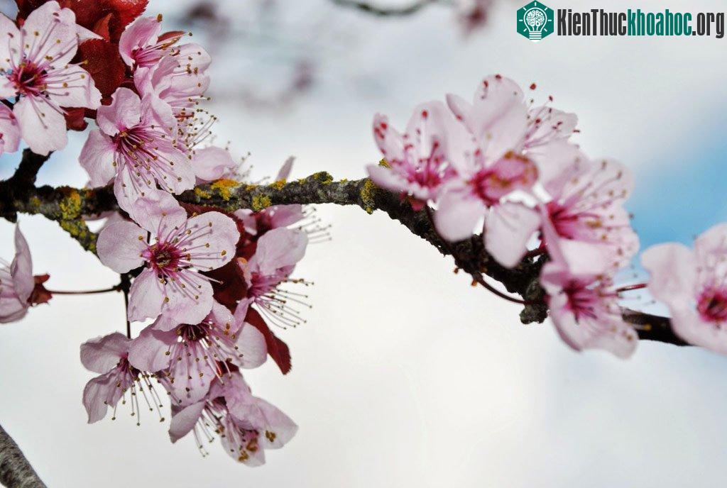 Chỉ cần nhìn thấy hình vẽ trên giấy hồng ma quỷ đã thi nhau bỏ chạy.