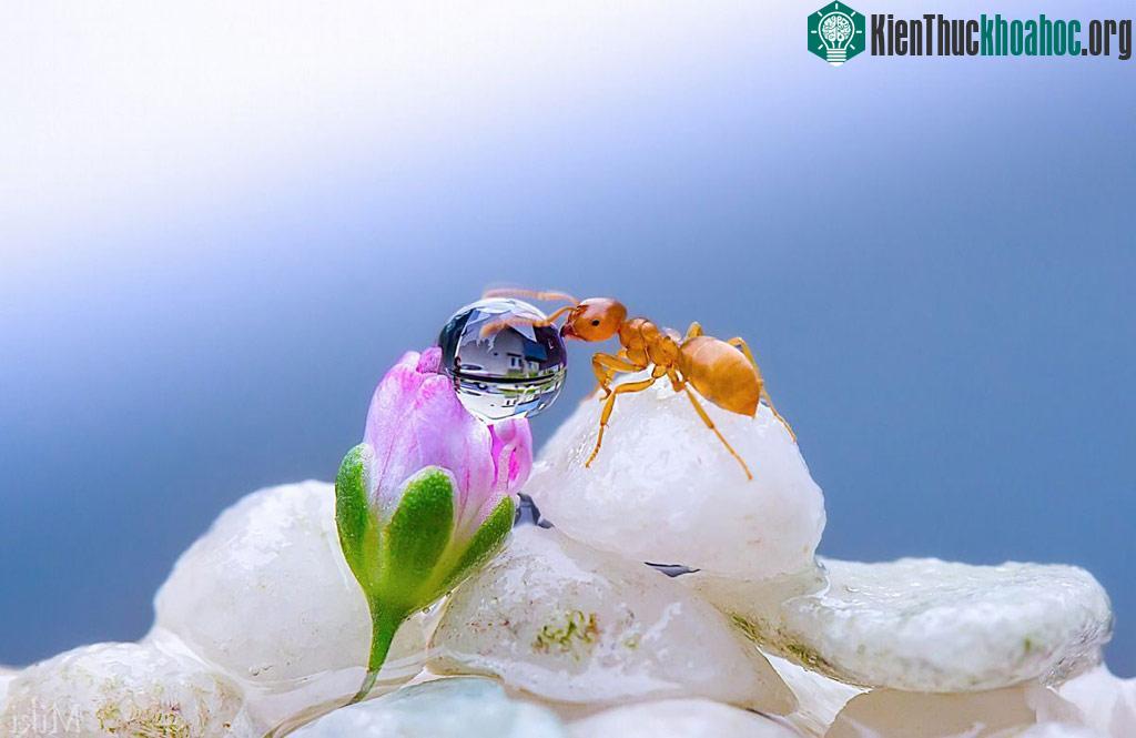 "Đứng hình" với bộ ảnh đẹp long lanh: Giọt sương và con kiến ảnh 13
