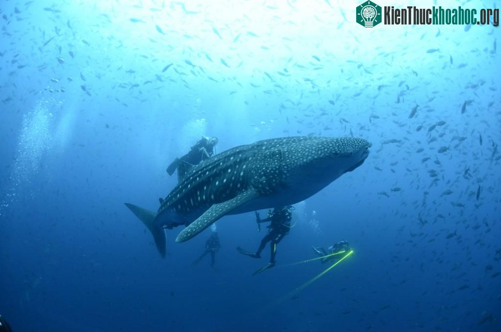 Một chú cá mập voi hiền hòa ở quần đảo Galapagos.