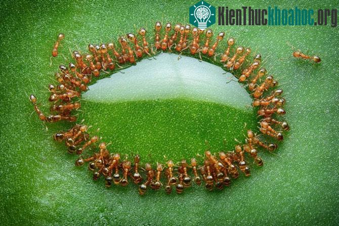Đàn kiến bu quanh một giọt mật ong.
