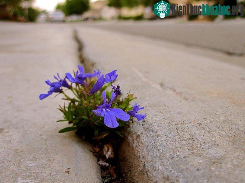 Một bụi hoa mọc lên từ rãnh bên đường