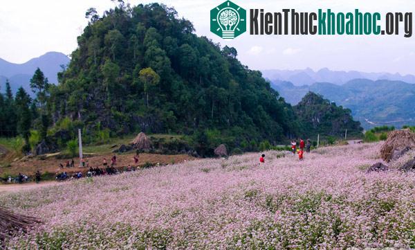 Hà Giang rực rỡ mùa hoa tam giác mạch