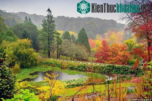 Những bức tranh "mùa thu vàng" tuyệt đẹp ở các nước- ảnh 14