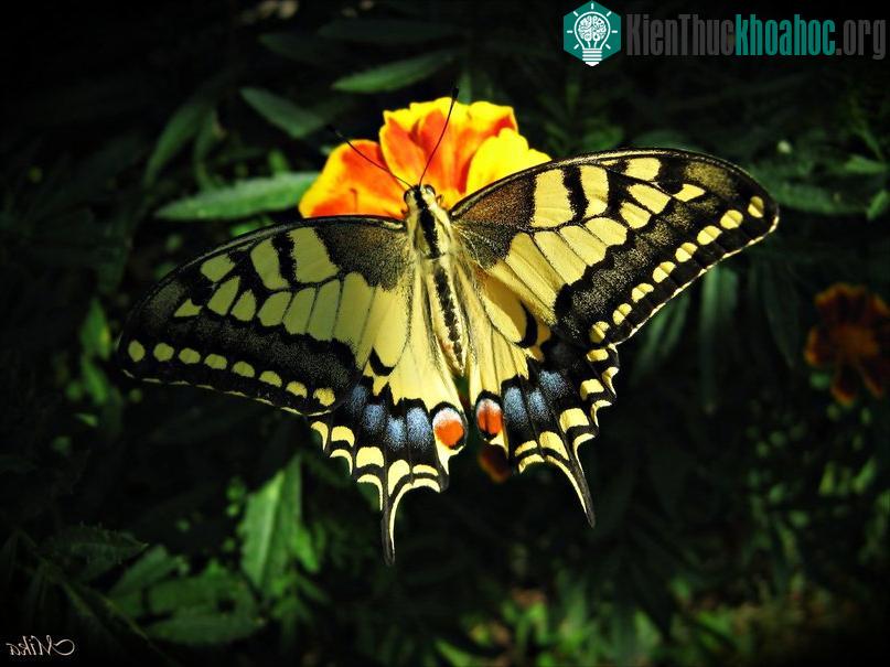 Những loài bướm xinh đẹp