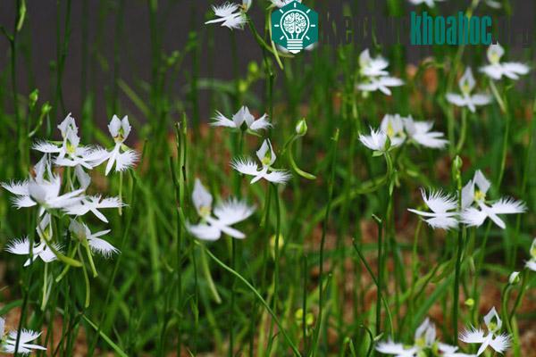 Cận cảnh loài hoa lạ hình chim hạc sải cánh tuyệt đẹp