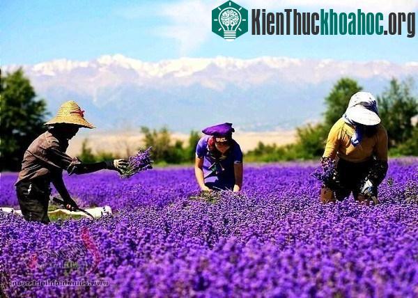 5 thung lũng hoa oải hương nổi tiếng nhất thế giới