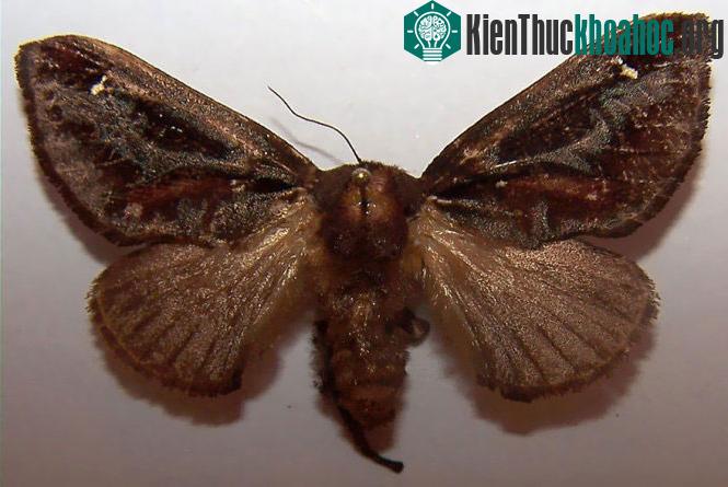 Bướm Acharia