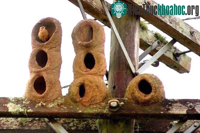 Đẹp sững sờ kiến trúc của những “kiến trúc sư” động vật