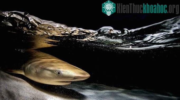 "Cá mập Blacktip sau bóng tối" của nhiếp ảnh gia&nbsp;Imran Ahmad.&nbsp;(Ảnh: National Geographic)