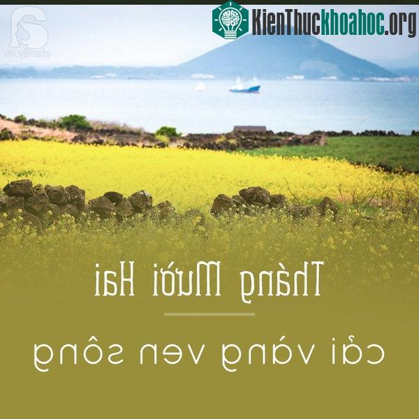 Những ngày đông xám xịt của Hà Nội, thật may có cải vàng để trông đợi. Khu vực đê làng Phù Đổng, Gia Lâm hay hai ven bờ sông Đuống (Thuận Thành, Bắc N...
