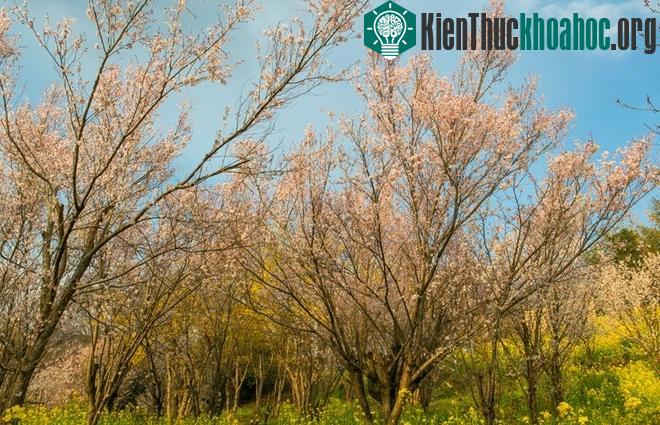Hoa anh đào mọc như rừng, bên dưới là hoa cải nở vàng rực.