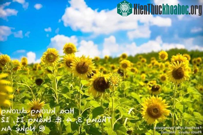 Một năm có 2 mùa hoa hướng dương vào tháng 3- 4 và tháng 11-12, và ngay thời điểm này là lúc cánh đồng hoa hướng dương ở Nghệ An đang chuẩn bị vào dịp...