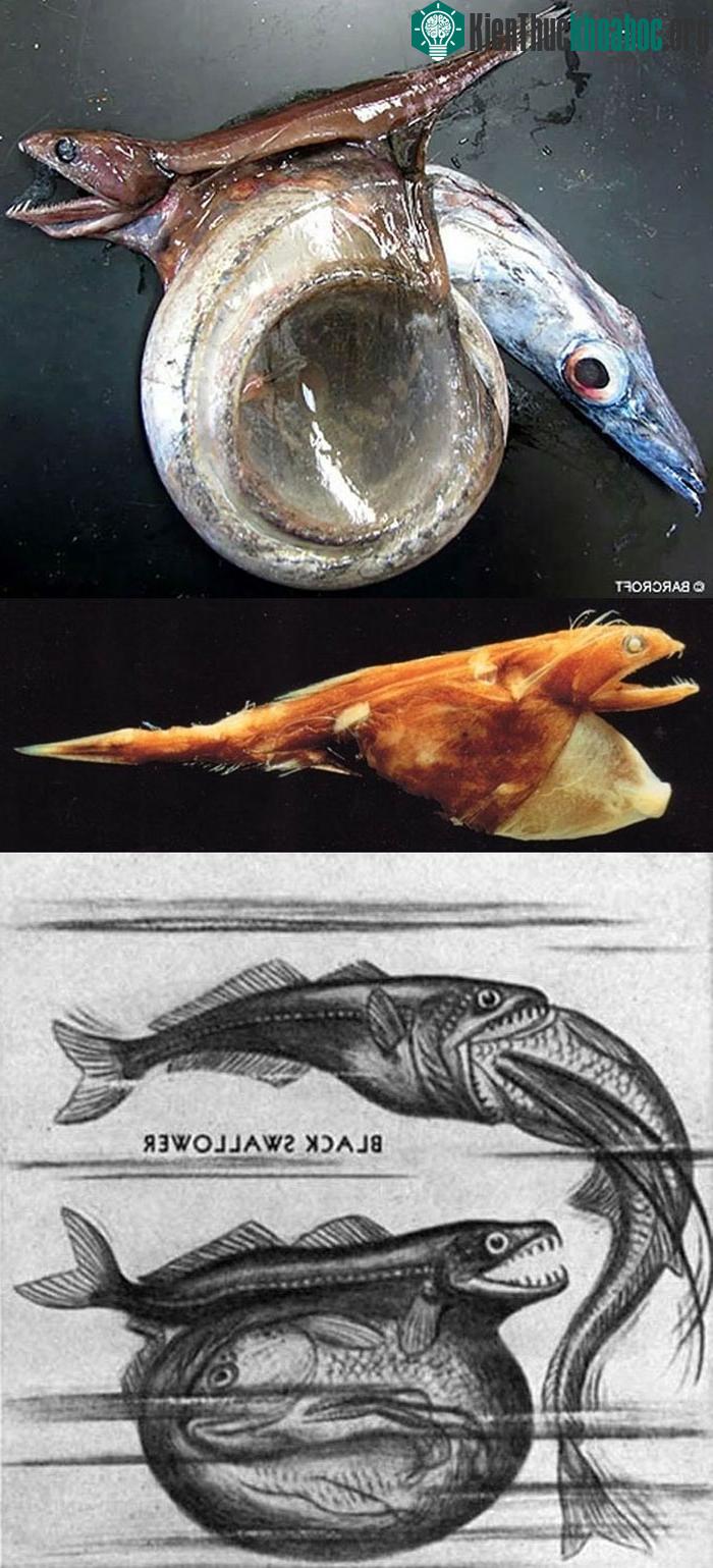 Đây là loài cá được biết với tên The Black Swallower, nó có thể ăn được một con cá khác có chiều dài gấp đôi, và chiều rộng gáp 10 so với nó.