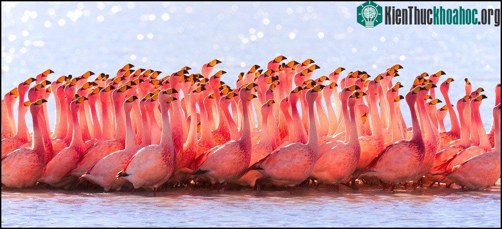 Câu chuyện của những loài chim ảnh 14