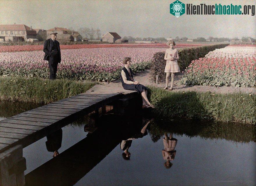 Cánh đồng hoa Tulip ở Haarlem