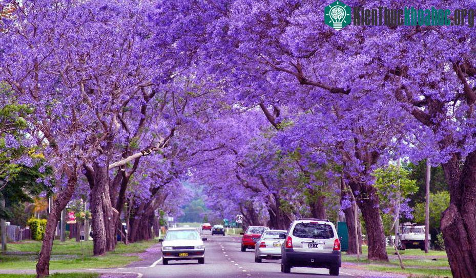 Có ít nhất 49 loài phượng tím