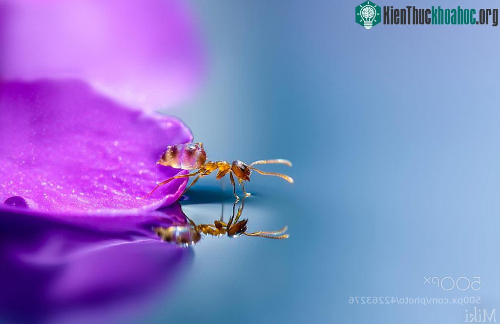 "Đứng hình" với bộ ảnh đẹp long lanh: Giọt sương và con kiến ảnh 14