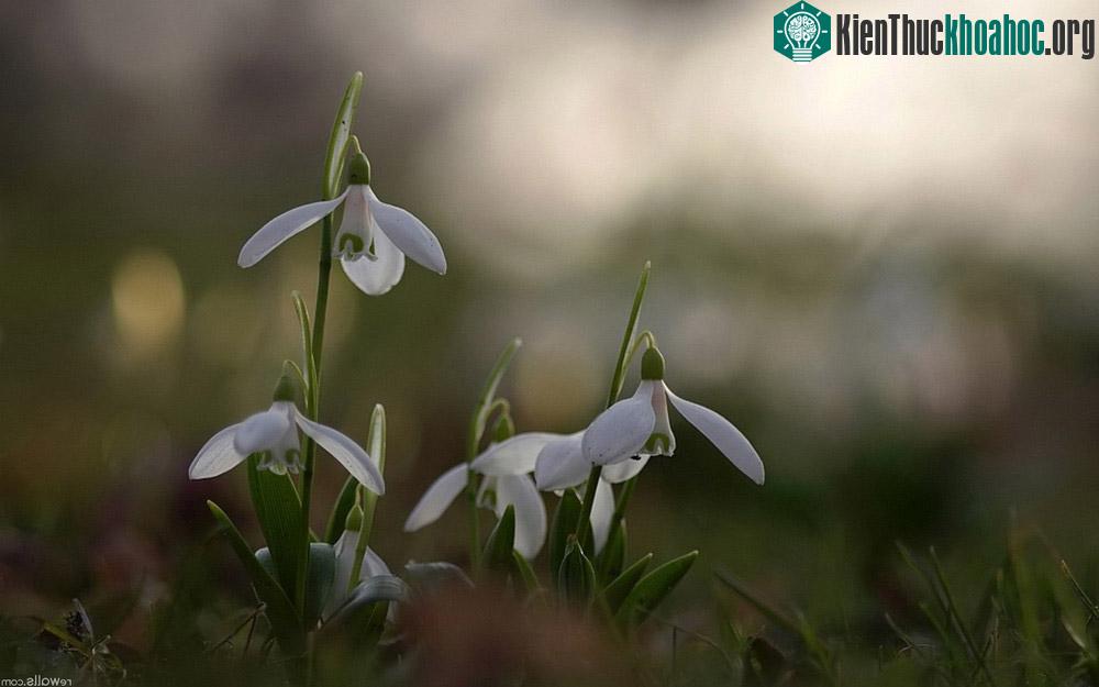 Với những cánh hoa có hình dáng như giọt sữa, hoa xuyên tuyết được gắn liền với sữa như là cốt lõi của cuộc sống. Vì vậy, tại một số vùng ở Cộng hòa S...