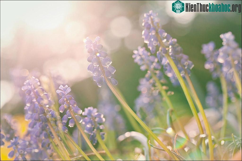 Những bức ảnh Lens Flare tạo nên hiệu ứng ánh sáng thú vị ảnh 14